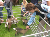 Three billy goats gruff! 